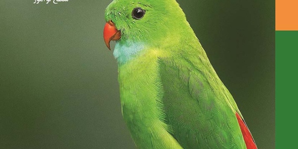 طوطی